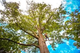 Best Utility Line Clearance  in Colleyville, TX