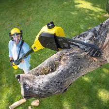 Best Lawn Pest Prevention  in Colleyville, TX