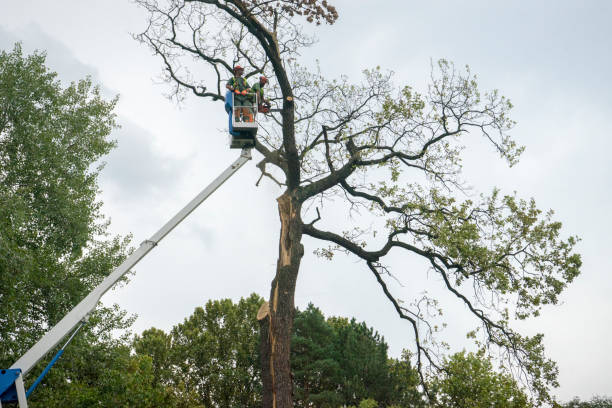 Best Lot and Land Clearing  in Colleyville, TX