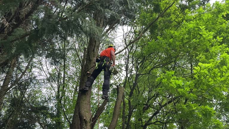 Best Tree Risk Assessment  in Colleyville, TX