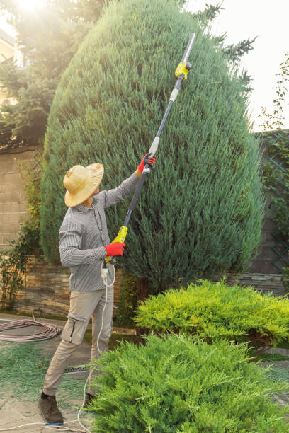 Leaf Removal in Colleyville, TX