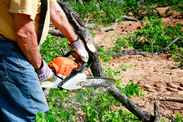 Best Tree Cabling and Bracing  in Colleyville, TX